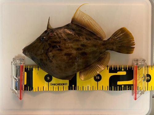 カワハギの釣果