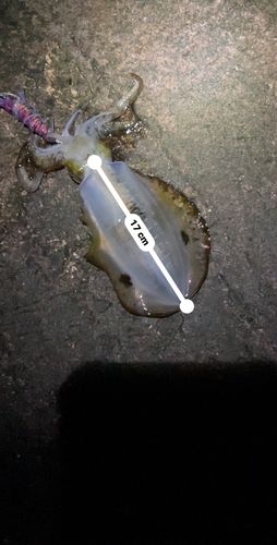 アオリイカの釣果