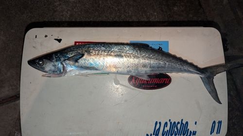津久見湾