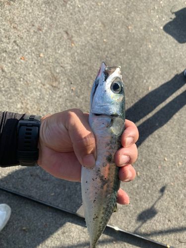 サバの釣果