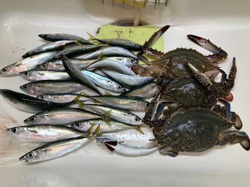 ワタリガニの釣果