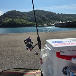 アオリイカ