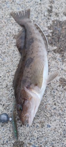 アイナメの釣果