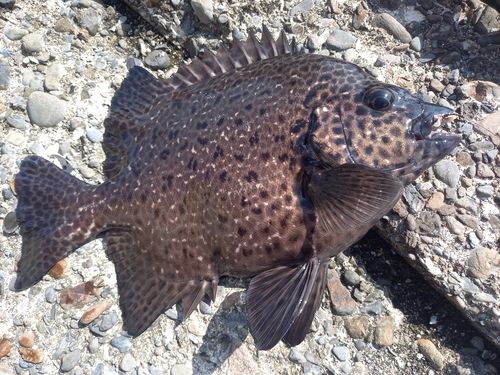 イシガキダイの釣果