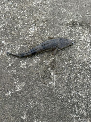 コチの釣果