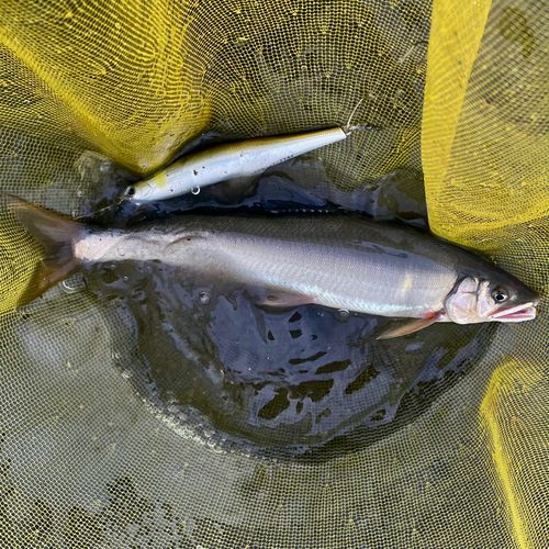 アユの釣果