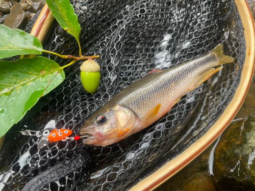 カワムツの釣果