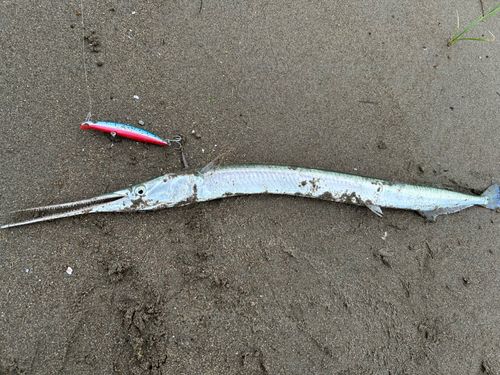 ダツの釣果