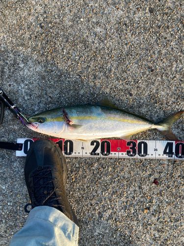 ハマチの釣果