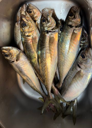 マアジの釣果