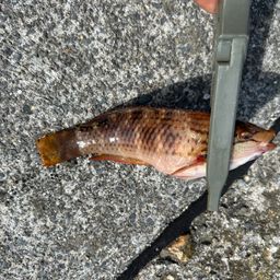 アカササノハベラ