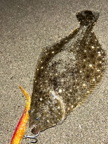 ヒラメの釣果