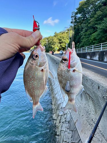 マダイの釣果