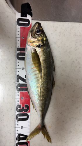 マアジの釣果