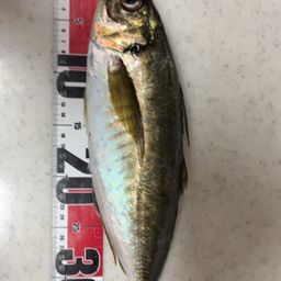 マアジ
