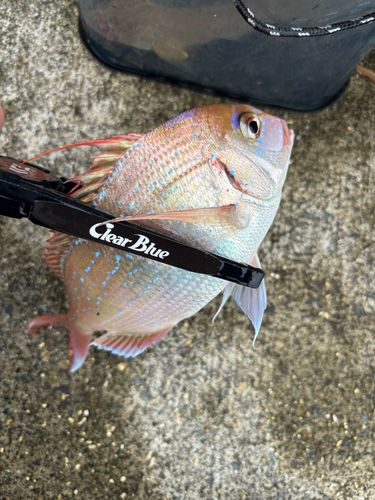 イシモチの釣果