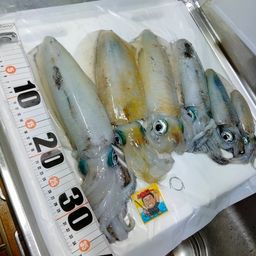 アオリイカ