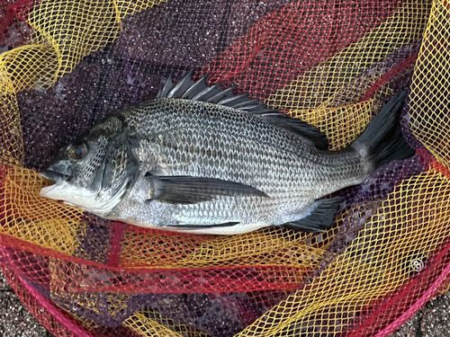 豊洲ぐるり公園