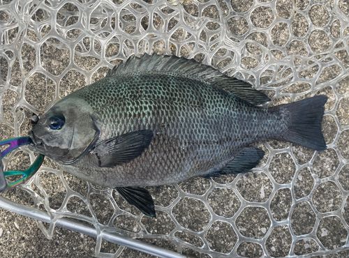 釣果