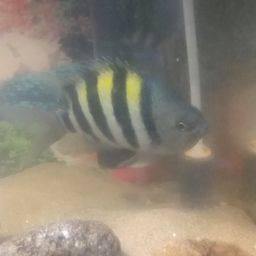 オヤビッチャ