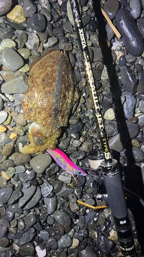 コウイカの釣果