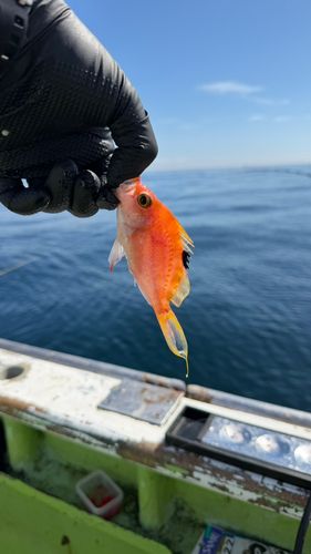サクラダイの釣果