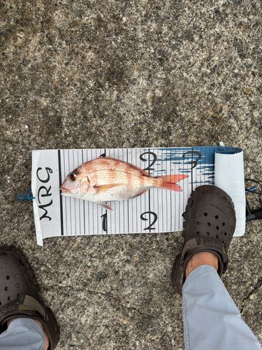マダイの釣果