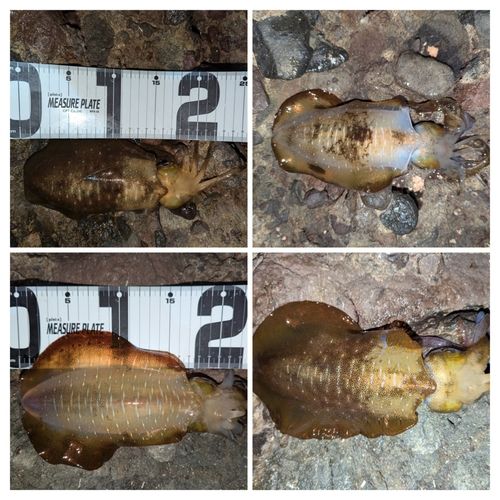 アオリイカの釣果