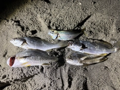 イシモチの釣果