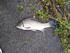 フナの釣果
