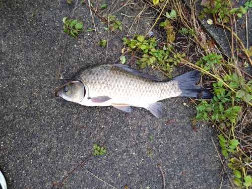 フナの釣果