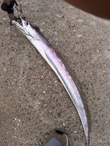 タチウオの釣果
