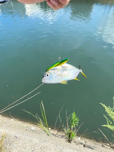 メッキの釣果