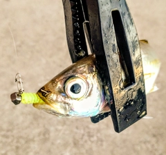 マアジの釣果