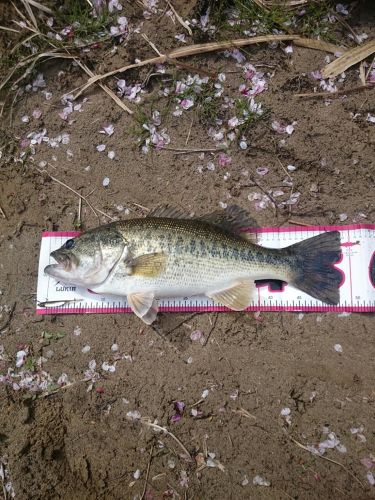 ブラックバスの釣果