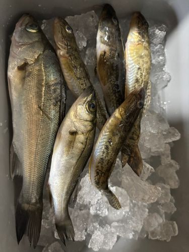 新中川