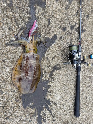アオリイカの釣果