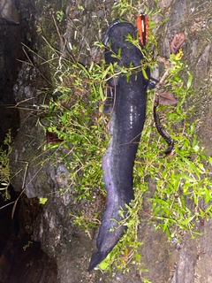 ビワコオオナマズの釣果