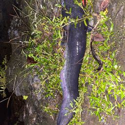 ビワコオオナマズ