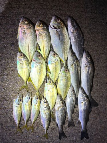 メッキの釣果