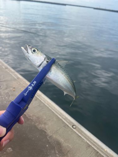 サバの釣果