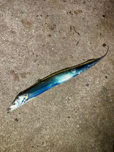 タチウオの釣果