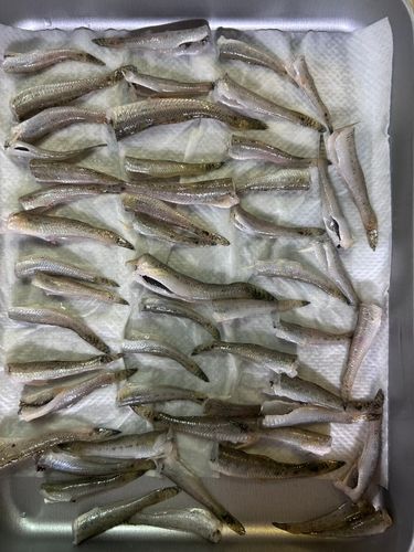 ハゼの釣果