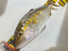 ショゴの釣果
