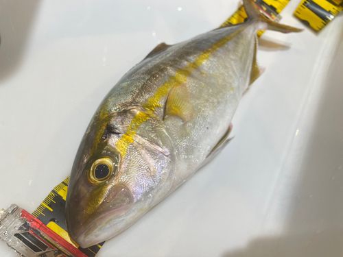 ショゴの釣果