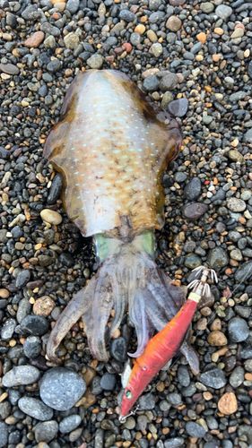 アオリイカの釣果