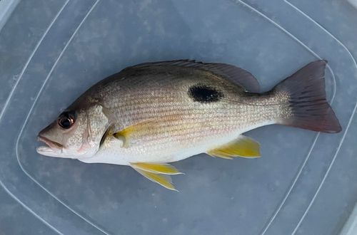 クロホシフエダイの釣果