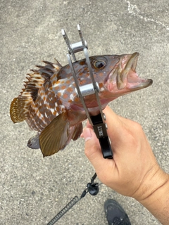 キジハタの釣果