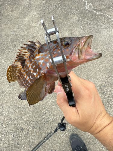 キジハタの釣果