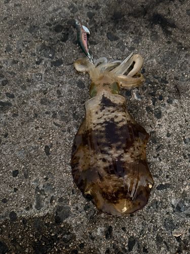 恵曇港
